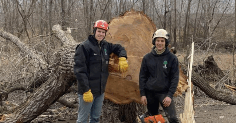The Ultimate Guide to Choosing the Right Tree Removal Service Near Me