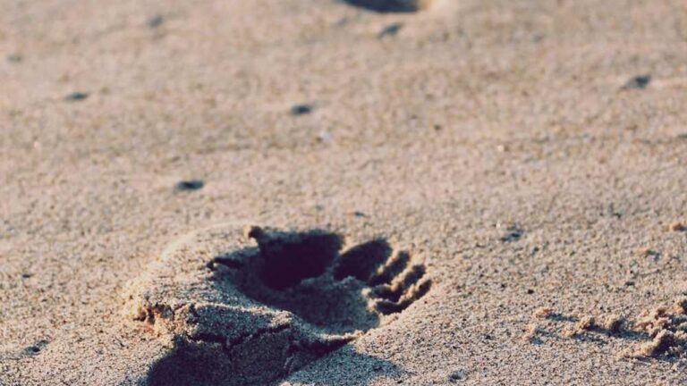 How Do I Find The Latest 11Xplay Link For Login?